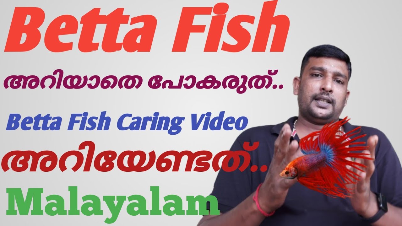 Betta Fish Caring Malayalam/ഫൈറ്റർ ഫിഷുകളെ എങ്ങനെ വളർത്താം /ബെറ്റ ഫിഷ് എന്ന മനോഹര മത്സ്യം