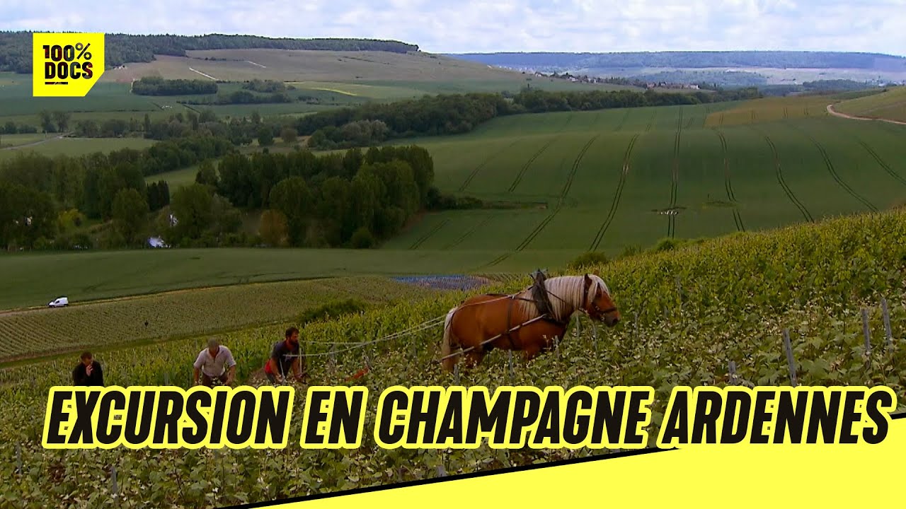 Il récolte son CHAMPAGNE à cheval !