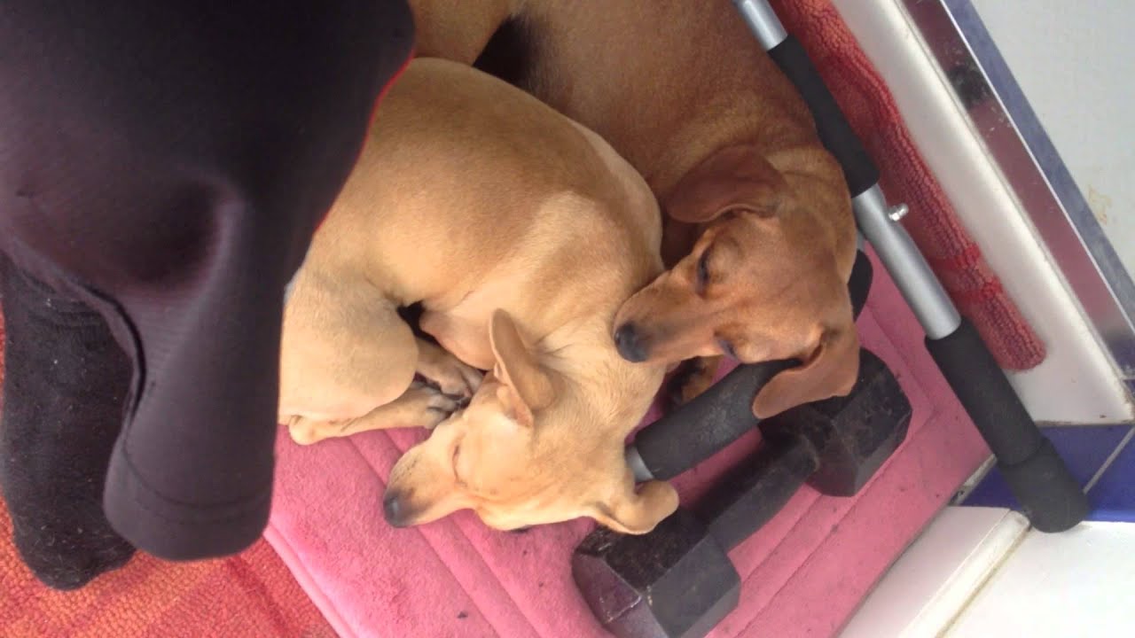 The importance of spending time with your dogs
