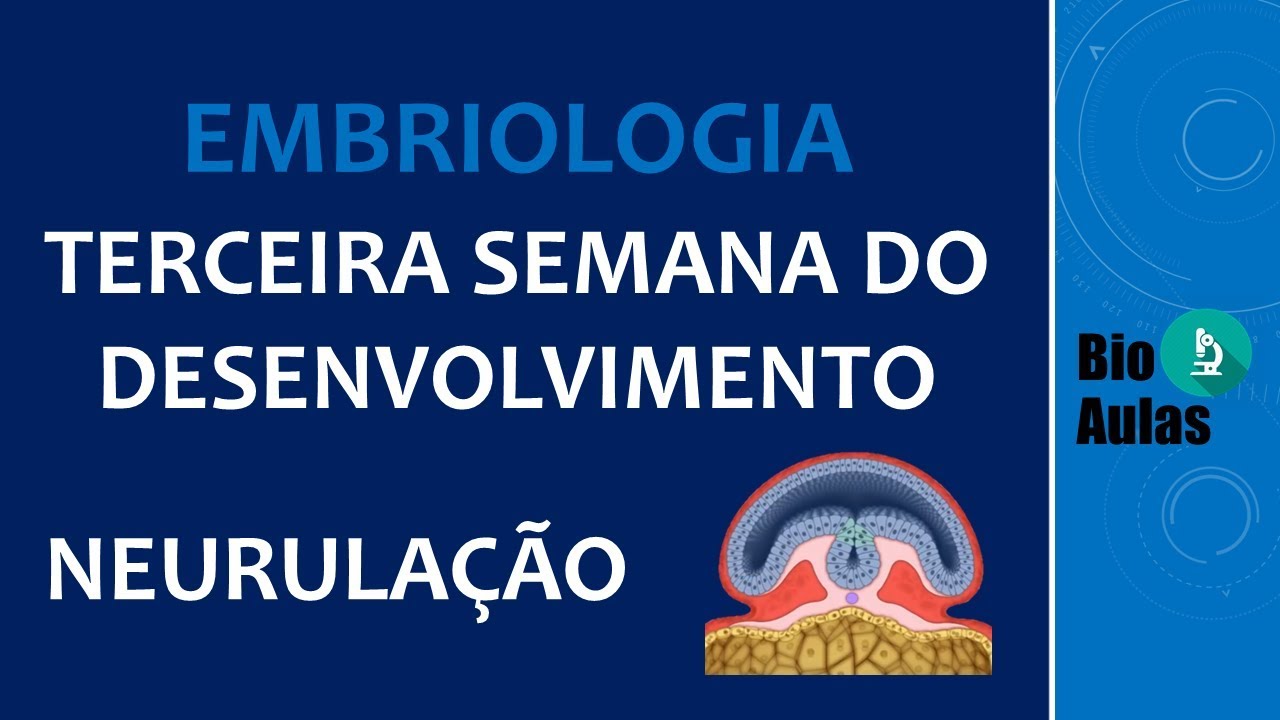 Neurulação: Formação do Tubo Neural - Terceira Semana do Desenvolvimento (Embriologia Humana)