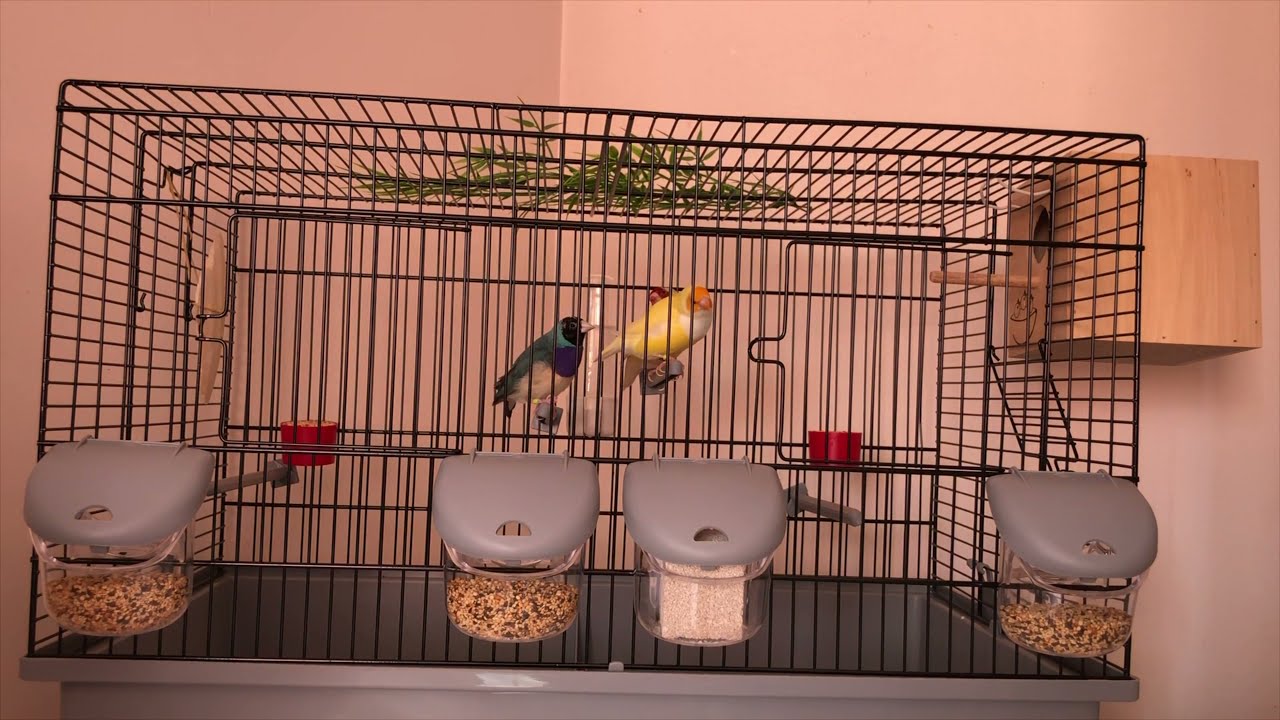 Mes Diamants De Gould #diamantdegould #finch #oiseaux