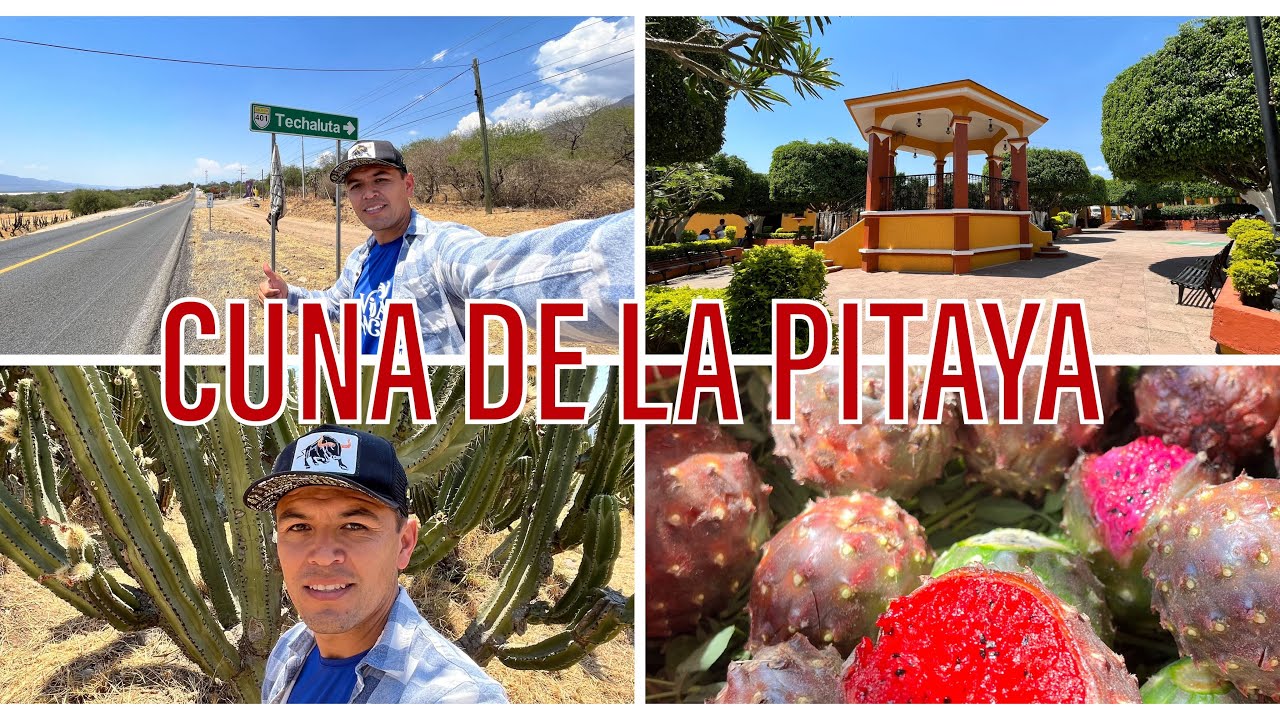 Marisol una chica que vive de la PITAYA en Jalisco | La Vida Del Rancho en Techaluta