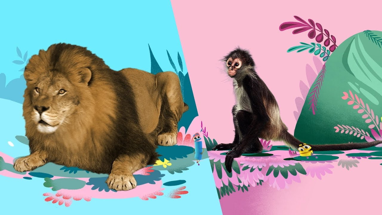 StoryBots | Animal Songs 🦁🐵🐪| Music To Learn For Kids | Netflix Jr