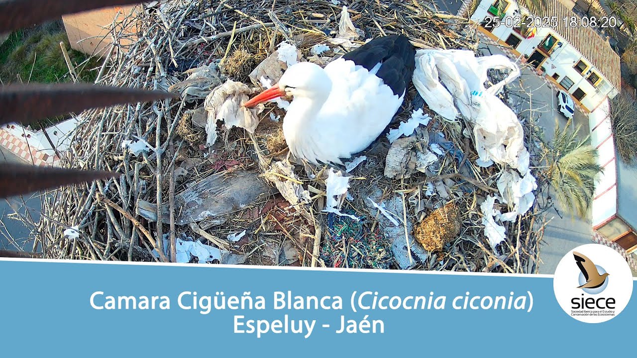 🔴Nido Cigüeña Blanca (Ciconia ciconia) Espeluy - Jaén | SIECE
