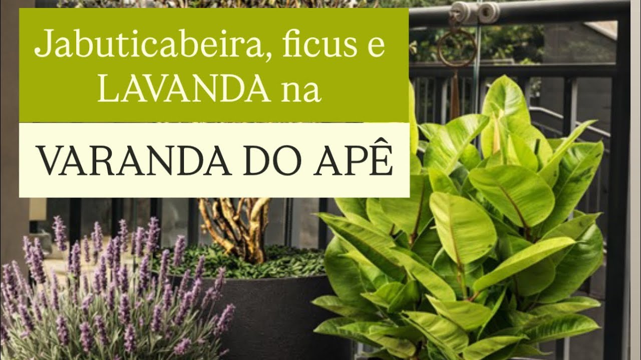 CONSEGUI PRIVACIDADE USANDO AS PLANTAS