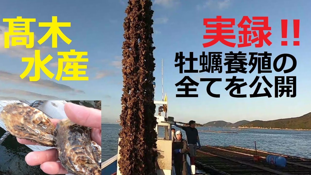 実録‼　牡蠣養殖の全て　播州室津　髙木水産