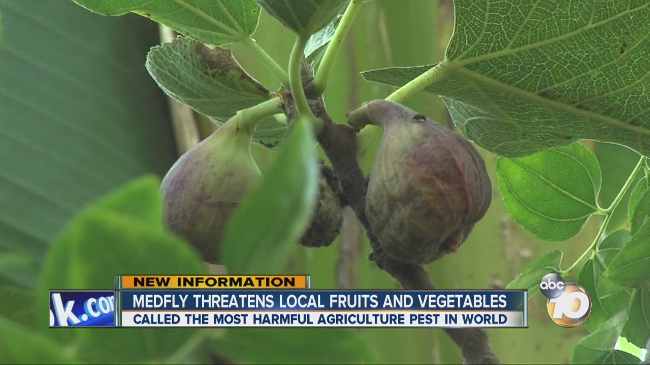 Medfly threatens local fruits and vegetables