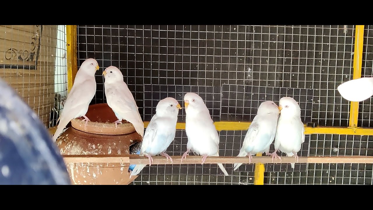 Cutest Breeding Budgies || Small Parrots || Cutest birds || Budgerigar