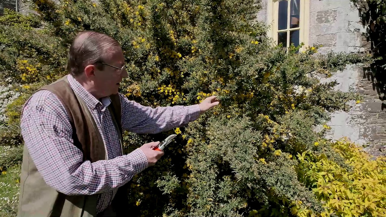 Pruning Genista/Cytisus  'Porlock' - How to tip