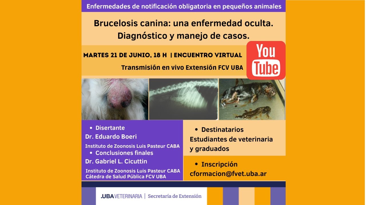 Brucelosis canina una enfermedad oculta. Diagnóstico y manejo de casos