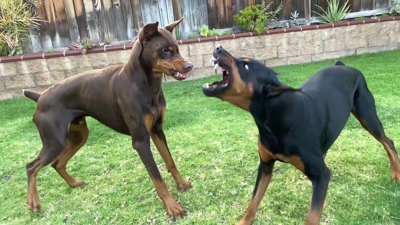 Dobermans Playing - Showing Teeth