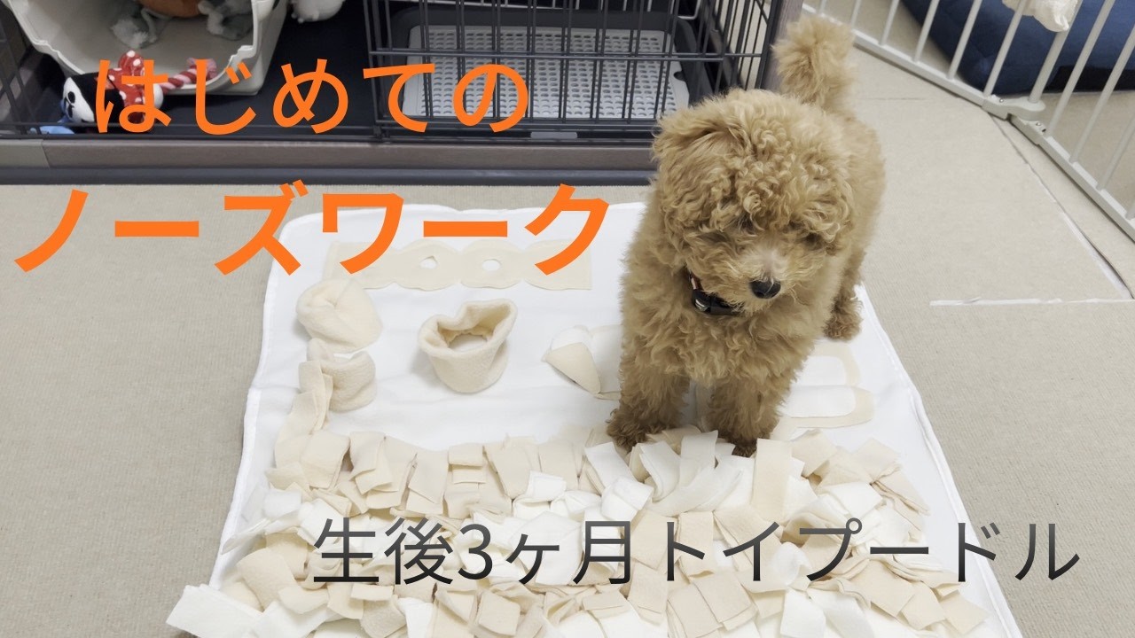 トイプードル子犬の、はじめてのノーズワーク