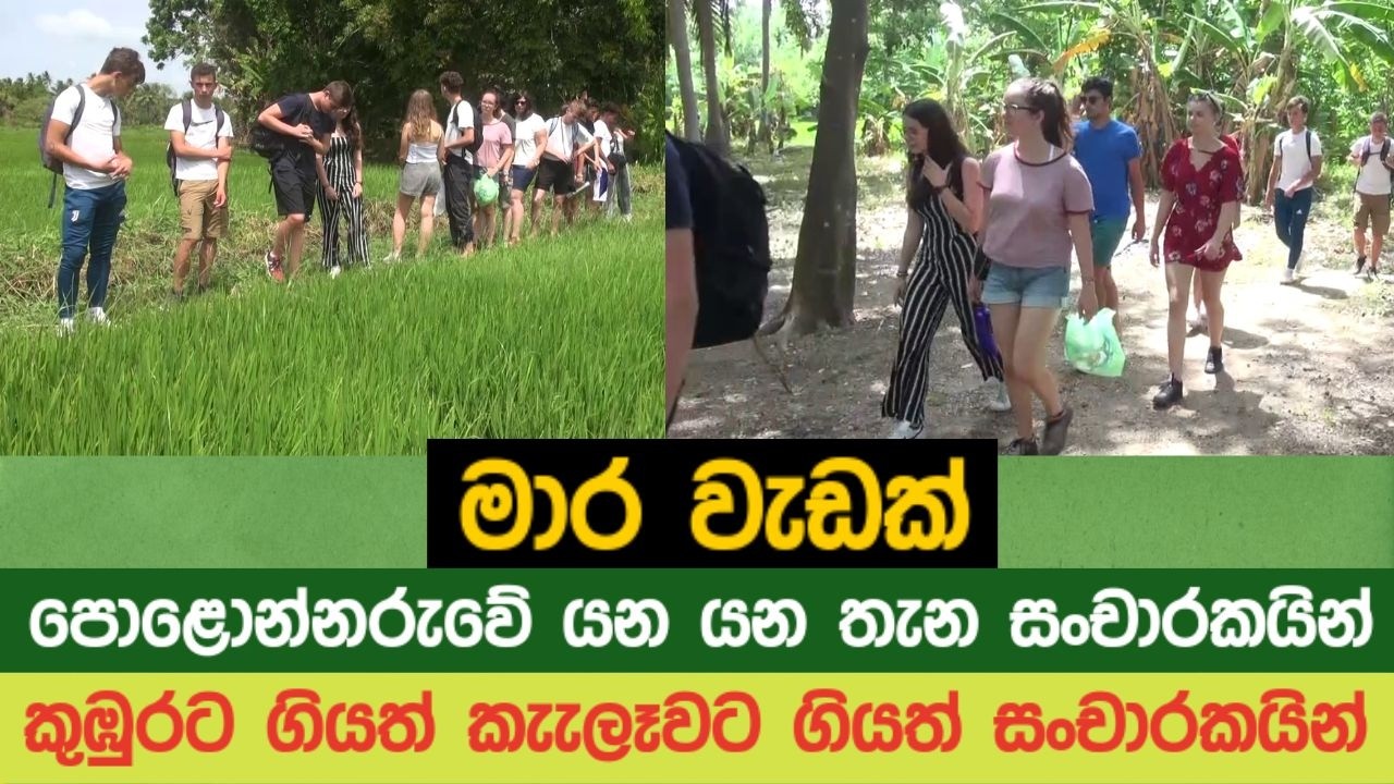 මාර වැඩක්. පොළොන්නරුවේ යන යන තැන සංචාරකයින්,කුඹුරට ගියත් කැැලෑවට ගියත් සංචාරකයින්