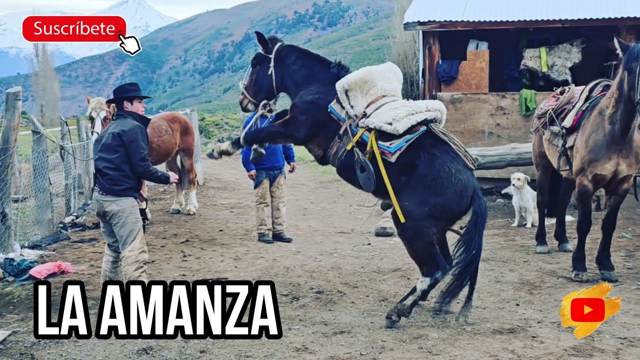 Amansa del Macho Arrieros Cordillera de los Andes Muestran cómo ensillar un Carguero para montarlo