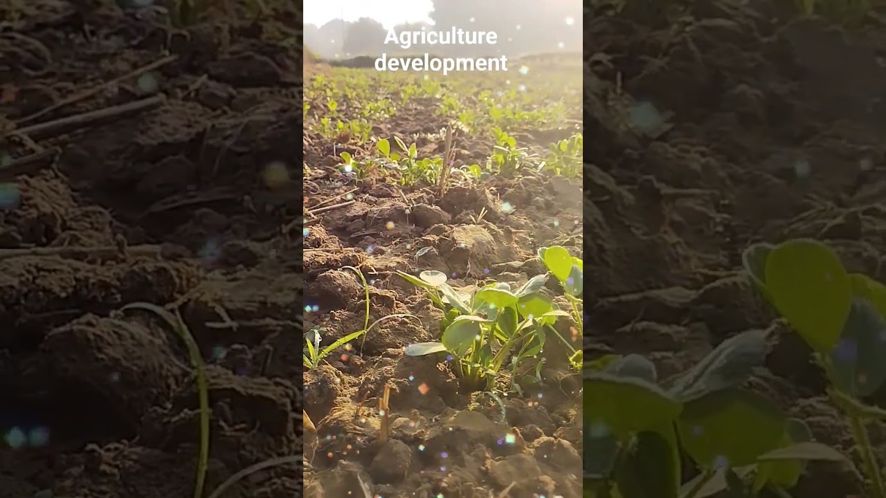 agriculture development #krishna #viral #shorts #youtubeshorts #love #nature #agriculture #cg