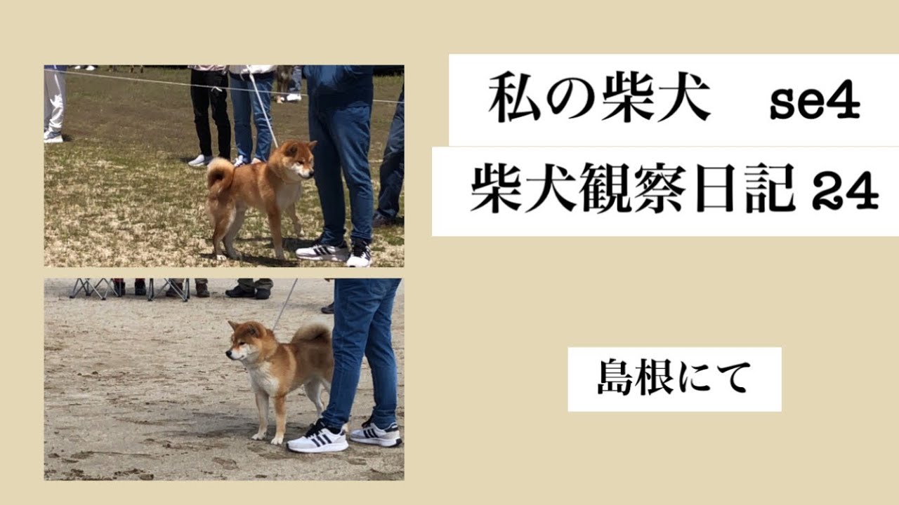 私の柴犬 se4 柴犬 柴犬観察日記 24 島根にて
