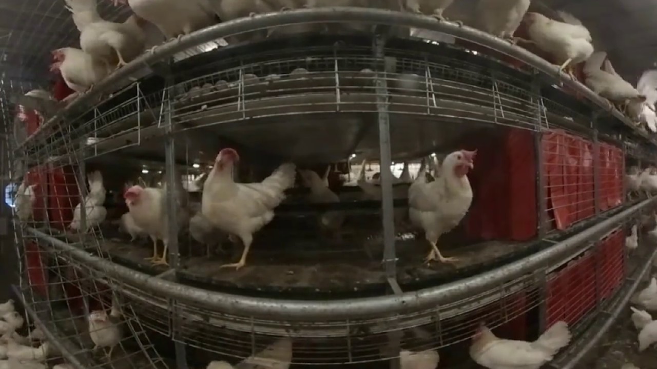 Baltika2 &mdash; Cage Free Egg Production Systems for hens / Free Range Egg Farm