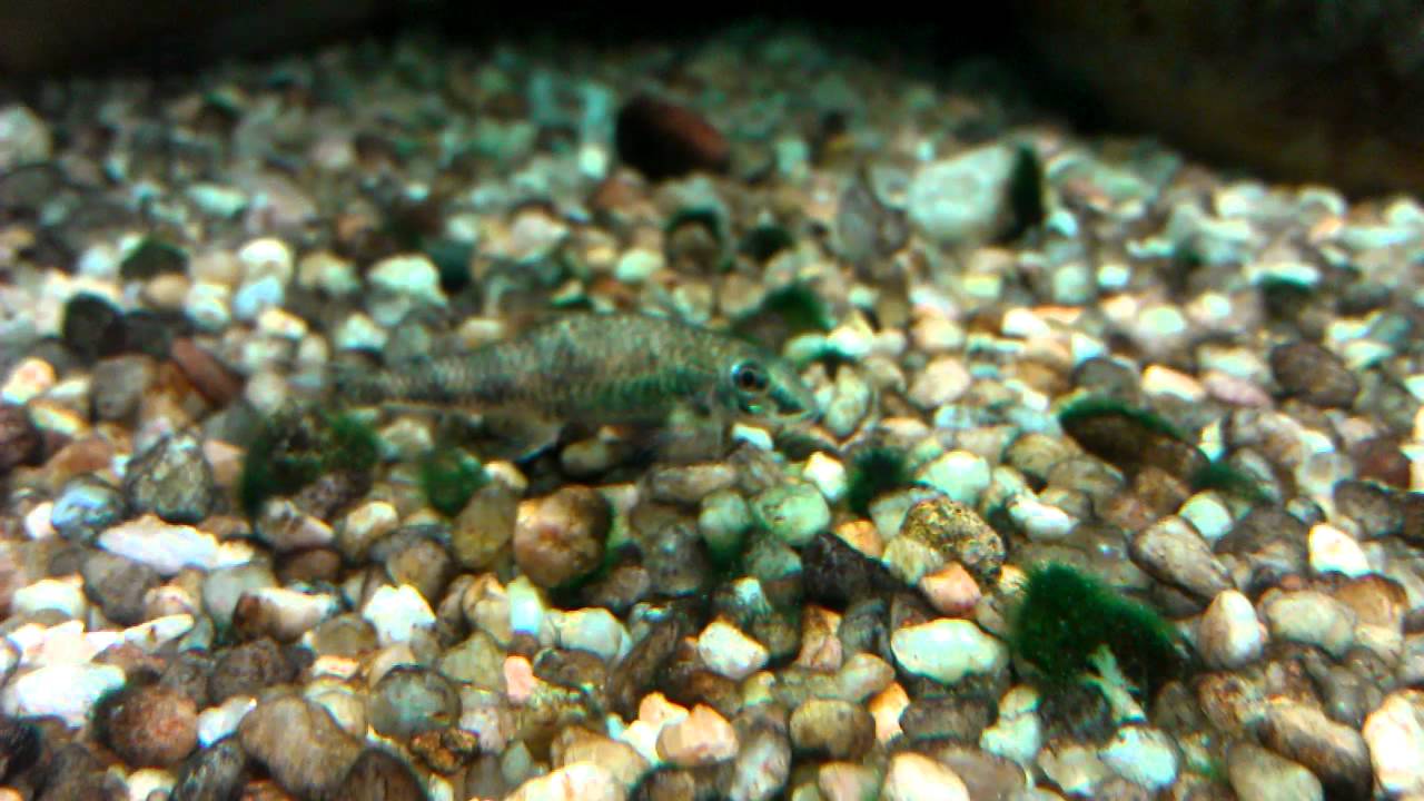 Psilorhynchus balitora