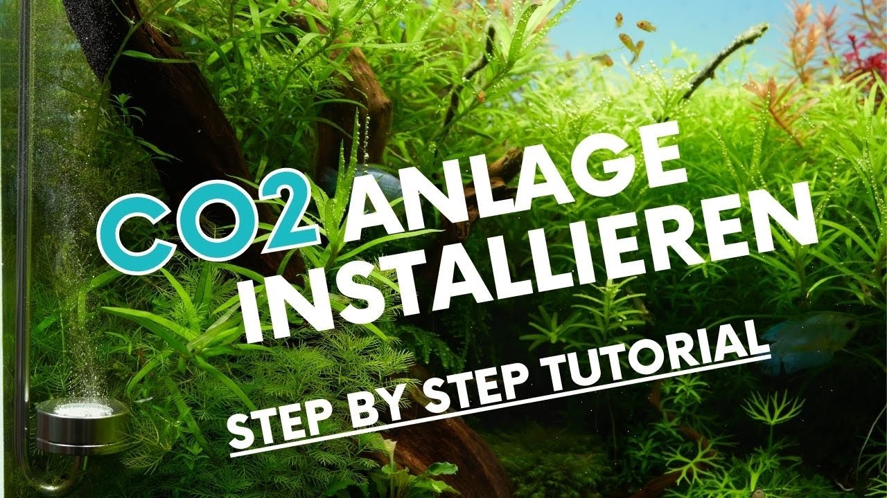 CO2 Anlage richtig installieren und dosieren. Wachstumsboost!