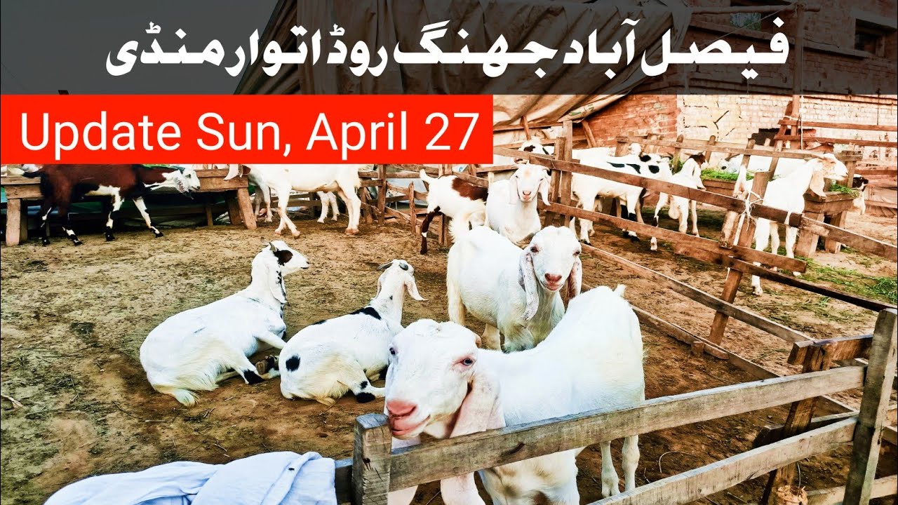 Faisalabad Mandi New Update || Sun, April 27 ||By: Qasim Rizvi ||03045208043