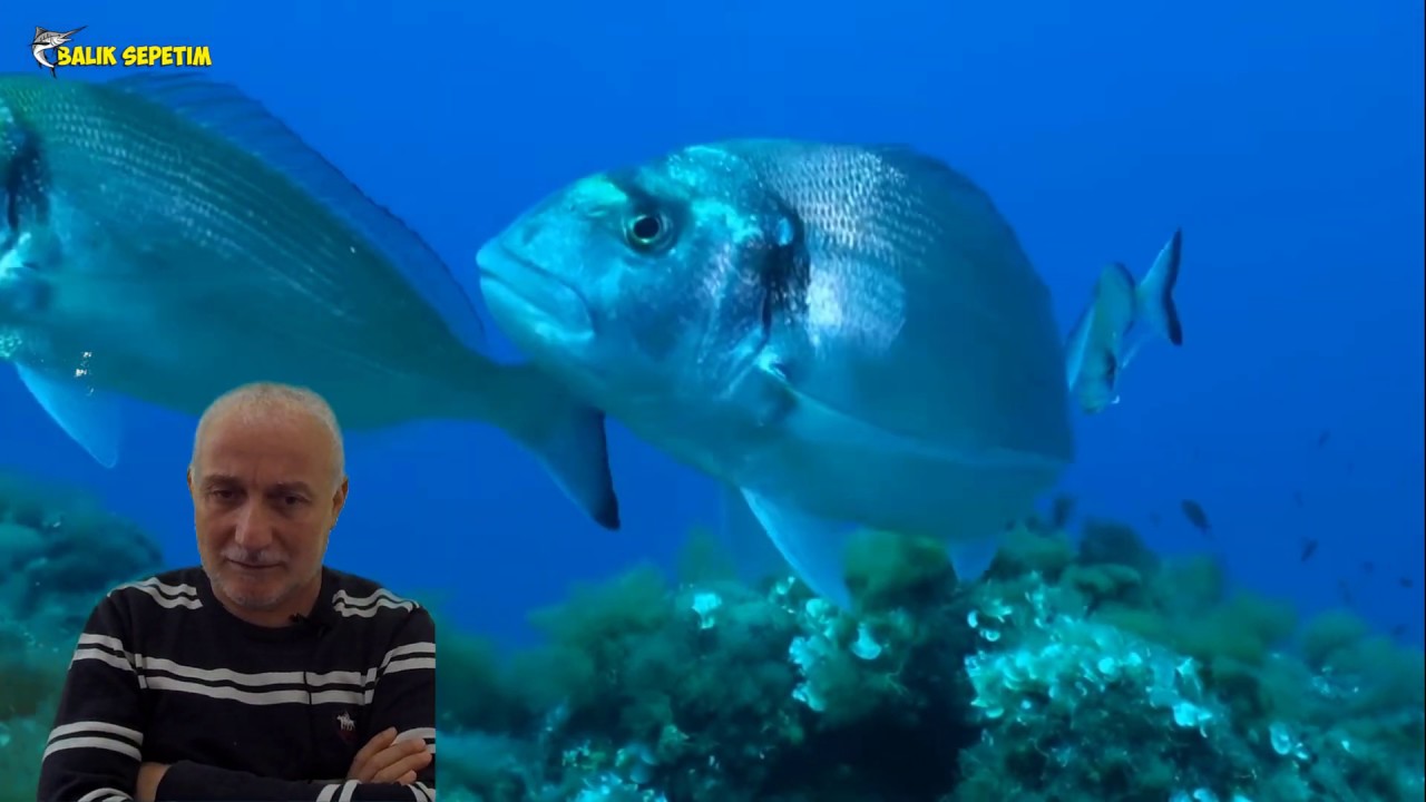Balıklar nasıl yeme saldırır(balık avı teknilkeri)