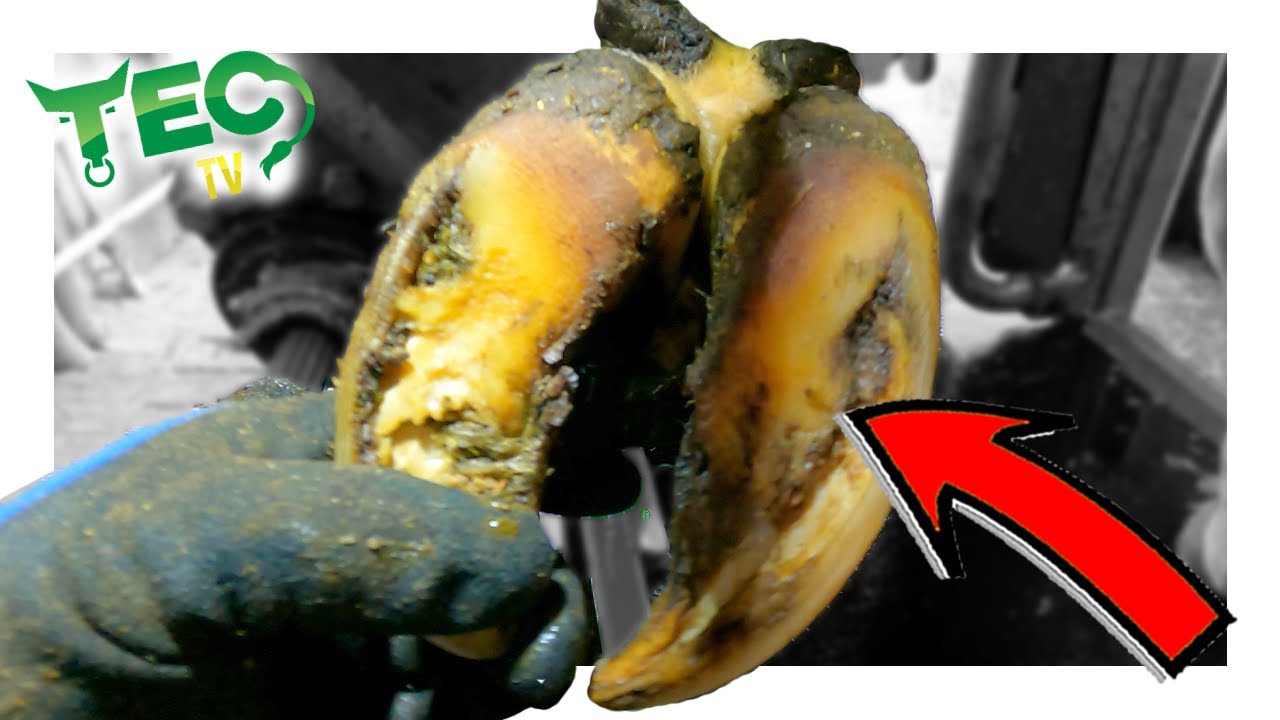 Cow Hoof Transformation | TEC TV
