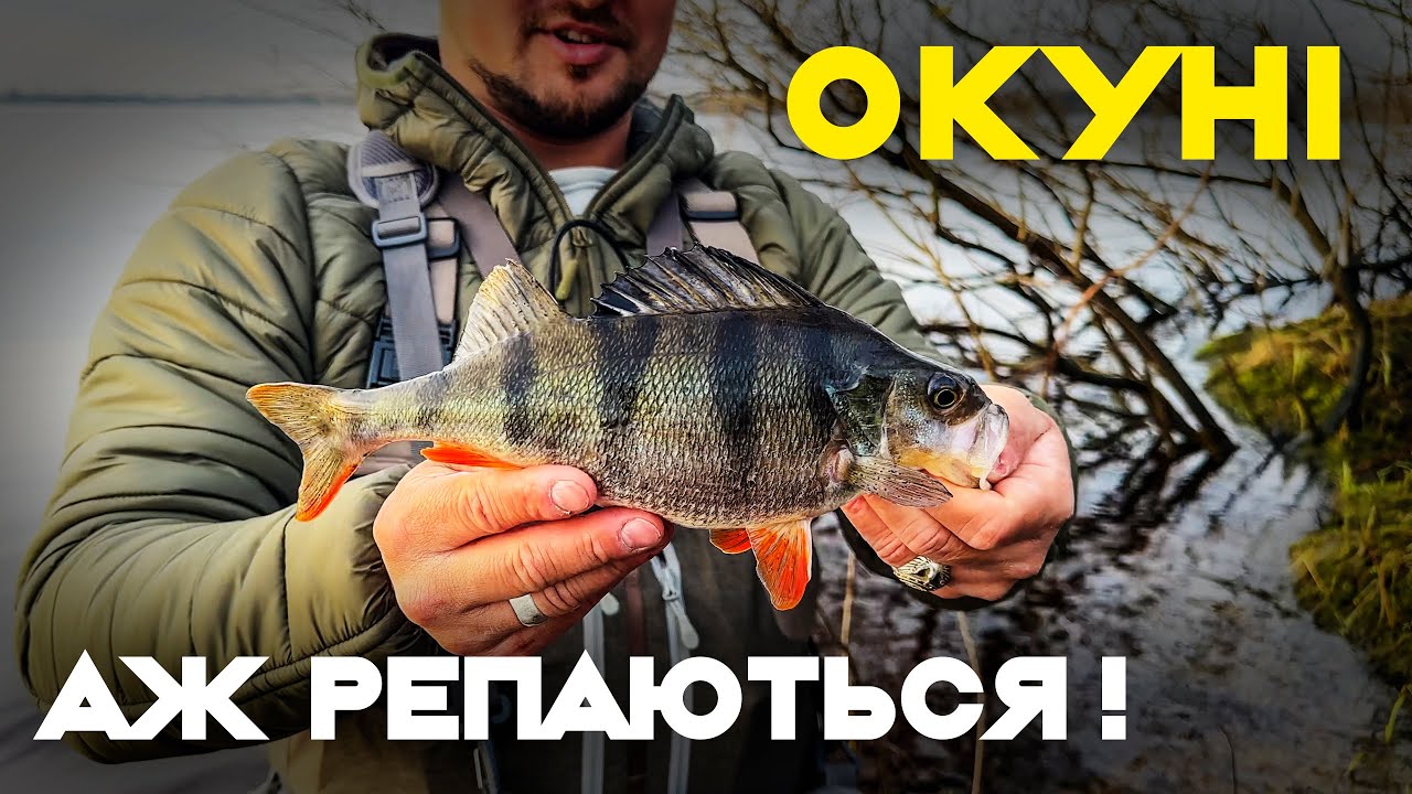 Найкращі приманки для весняного окуня