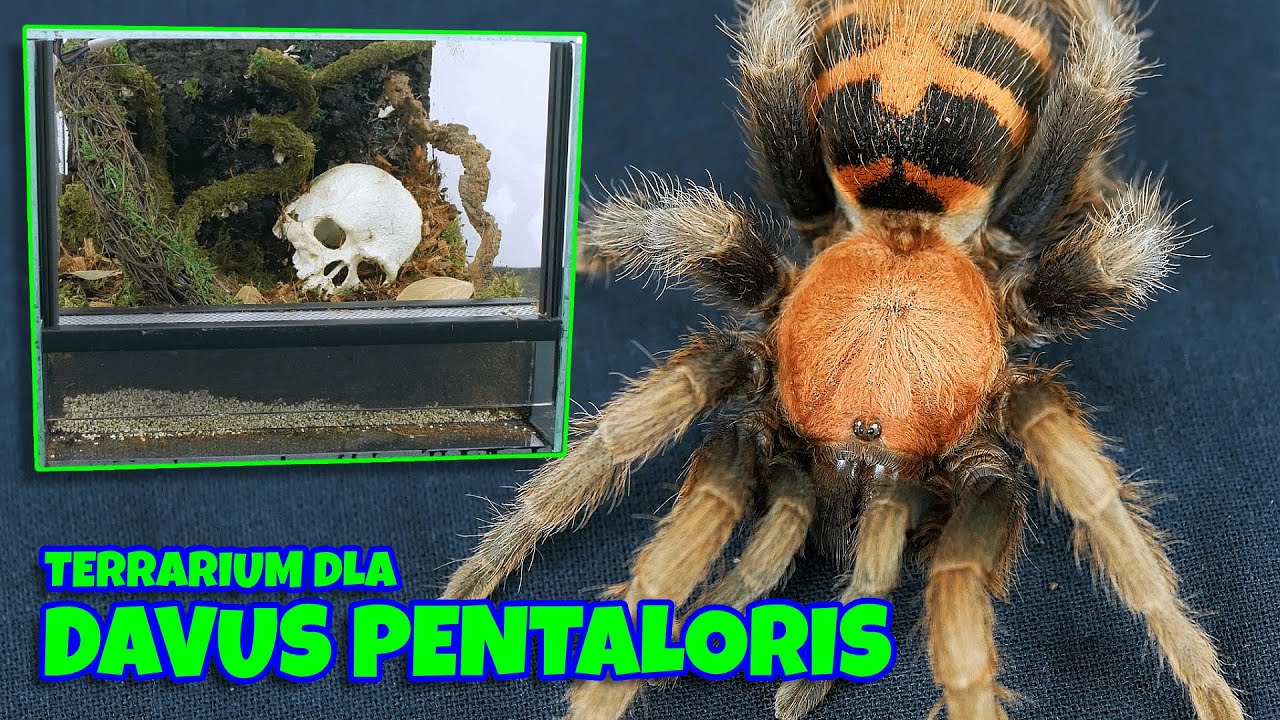 Terrarium dla ptasznika - dorosła samica Davus pentaloris