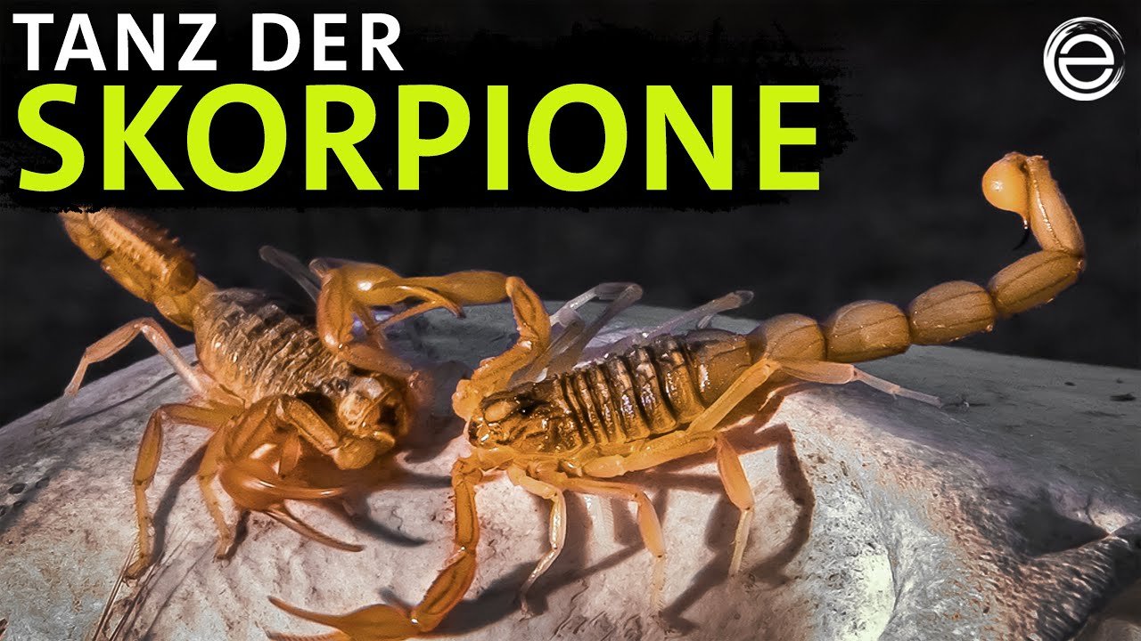 Skorpione intim &ndash; Ein besonderer Paarungstanz| Erlebnis Erde