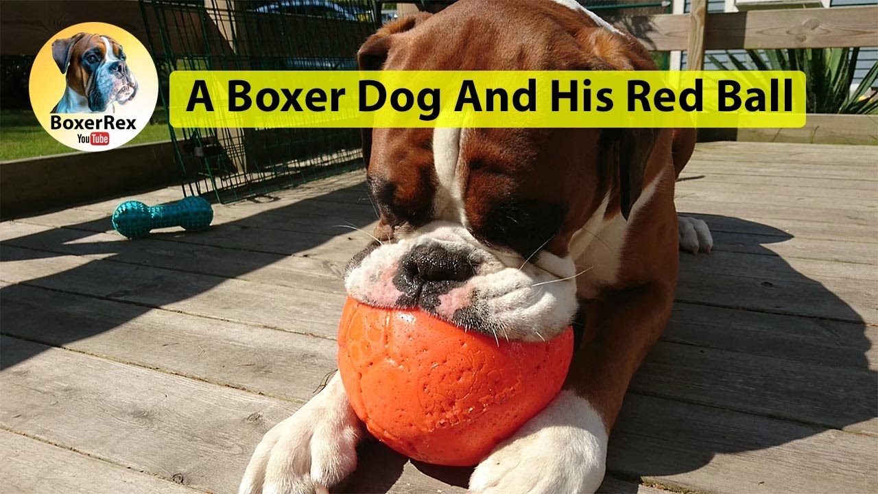 A Boxer Dog And His Red Ball - True Story! 😁