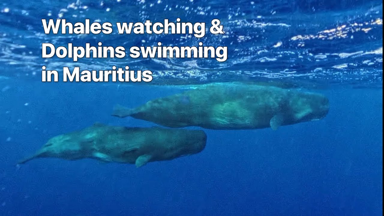 Dive into Adventure: Responsible Dolphin swimming and Whales watching in Mauritius