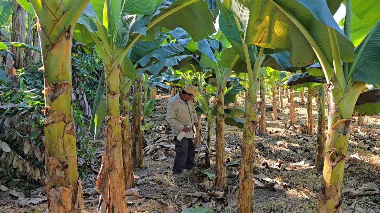 Como hacer una Poda correctamente de Saneamiento en el cultivo de platano, Mayor Gruesor del Fruto.