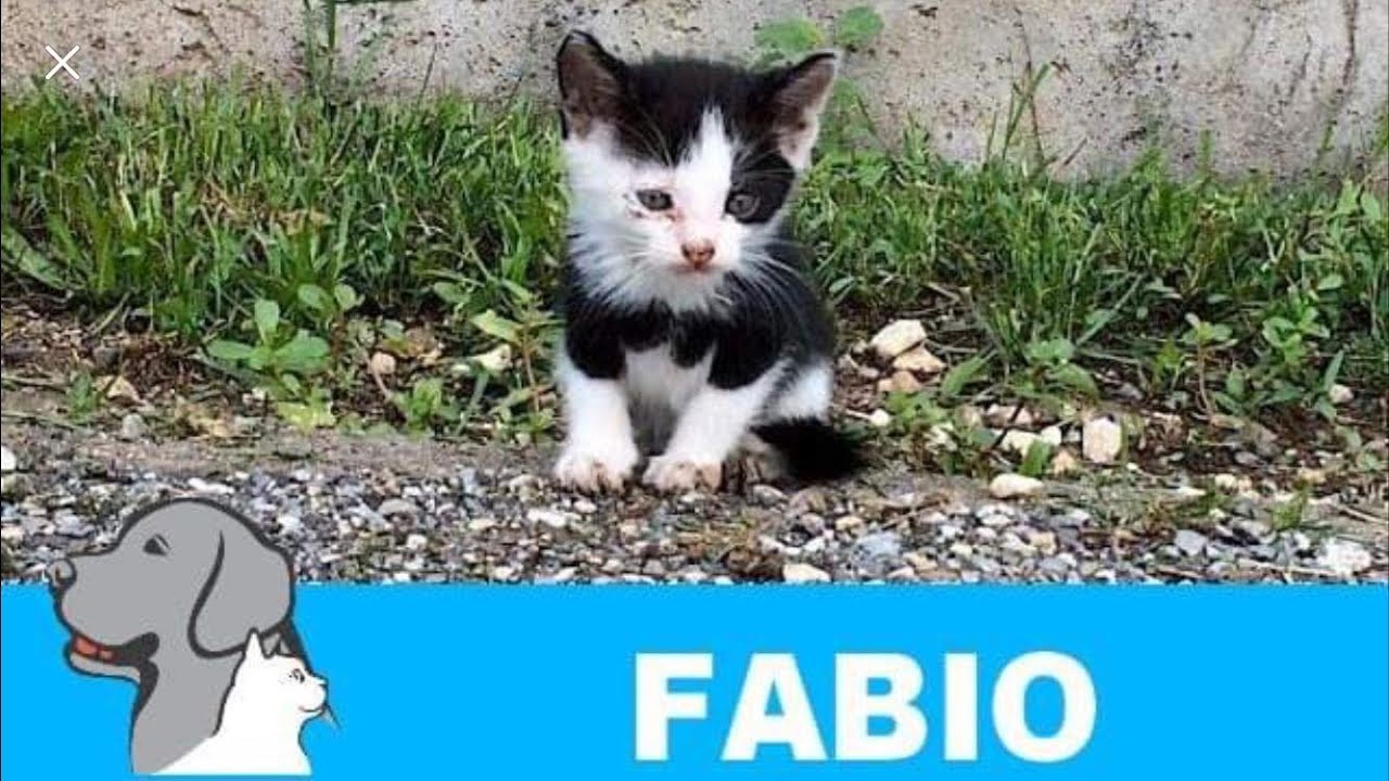 Rescued Kitten from the Street