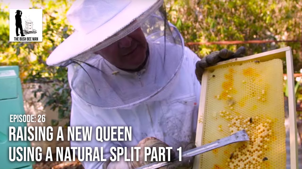Raising a New Queen using a Natural Split Part 1  - The Bush Bee Man