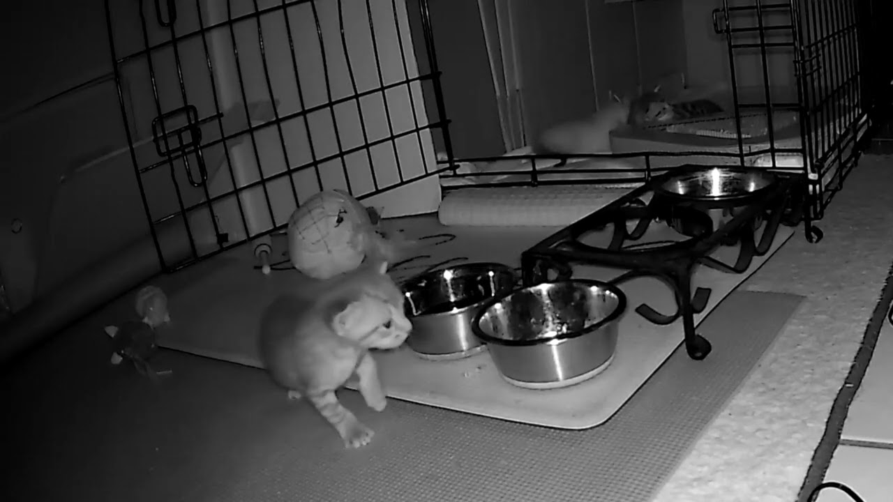 Mom's On Guard Duty, But Kittens Want Her On Feeding Duty!