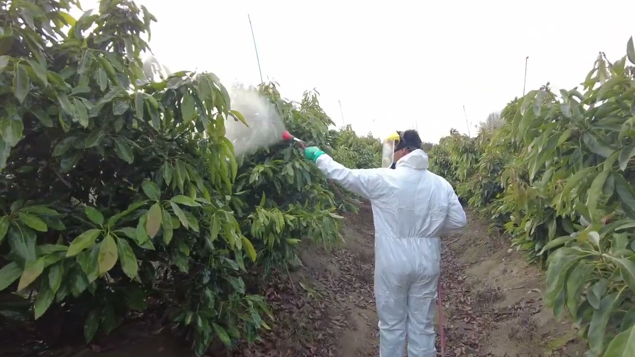 Parte 1  Control de heladas en paltos con  anticongelantes