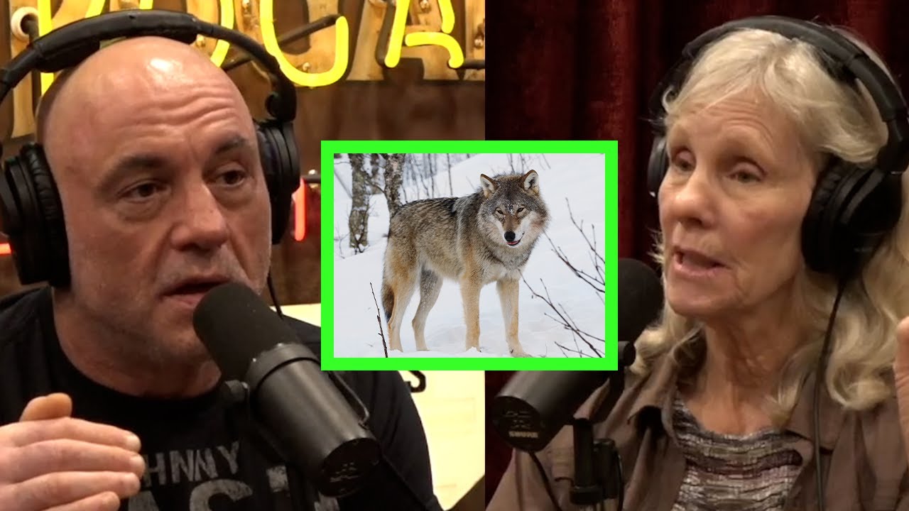 Wolf Expert Diane Boyd on Reintroduction, Hunting, and Wolves 