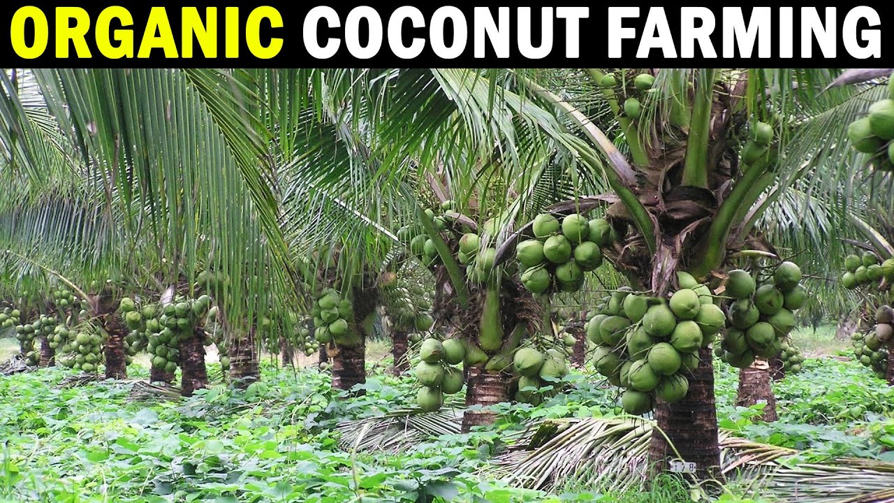 Organic Coconut Farming - CPCRI Kasragode, Kerala | Organic Coconut Cultivation