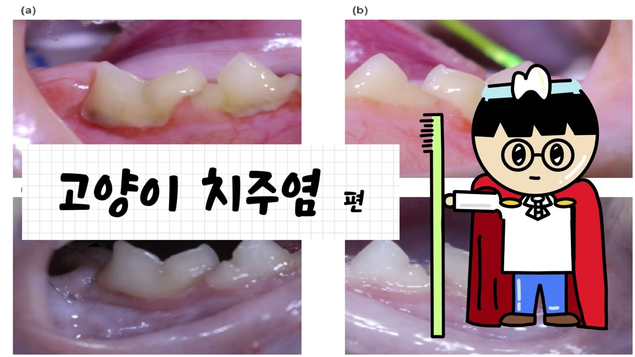 “이 영상으로 고양이 치주염을 예방할수 있다!”