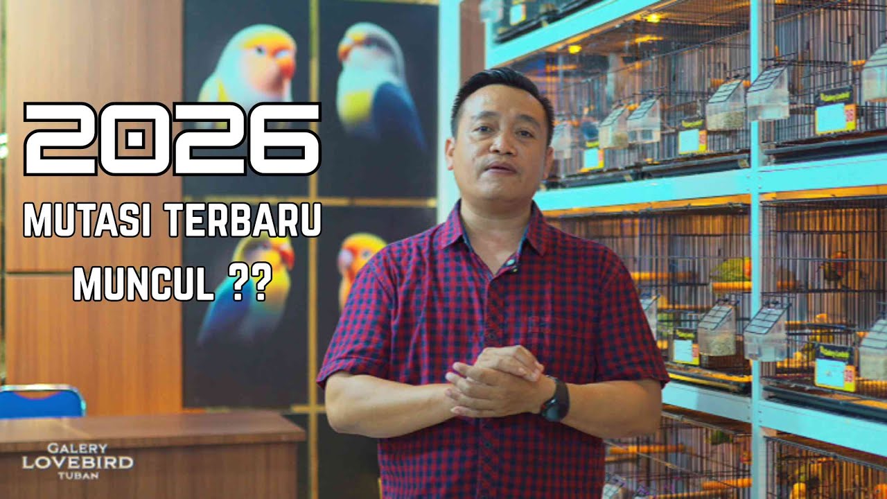 MUTASI LOVEBIRD 2026 ? APAKAH ADA MUTASI BARU ??