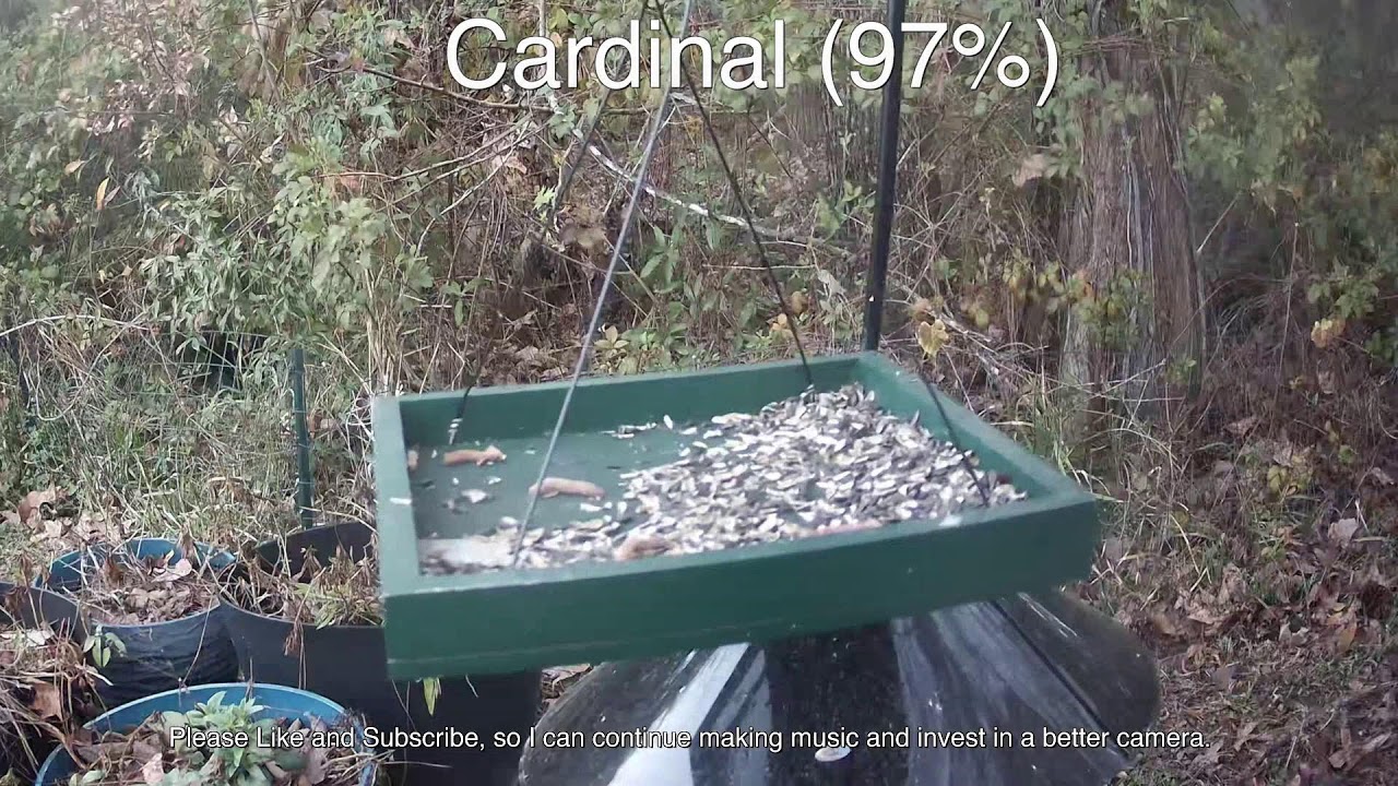 Daily Bird Live Stream from North Florida 🕊️ March 7, 2026