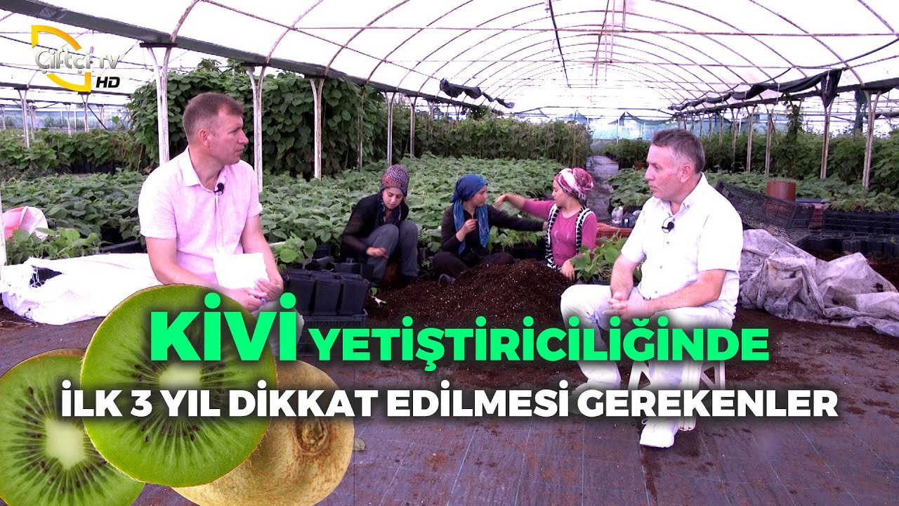 KİVİ Yetiştiriciliği (İlk 3 Yıl Dikkat Edilmesi Gerekenler)-Budama Aşılama Teknikleri #kivi #yalova