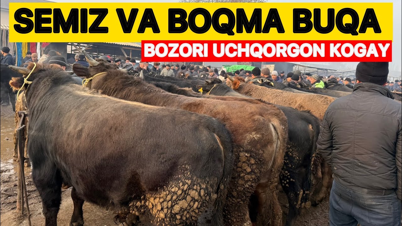 🛑ENG ARZON BOZORLARDAN BIRI KOGAY XAYVON BOZORI SEMIZ VA BOQMA BOZORI