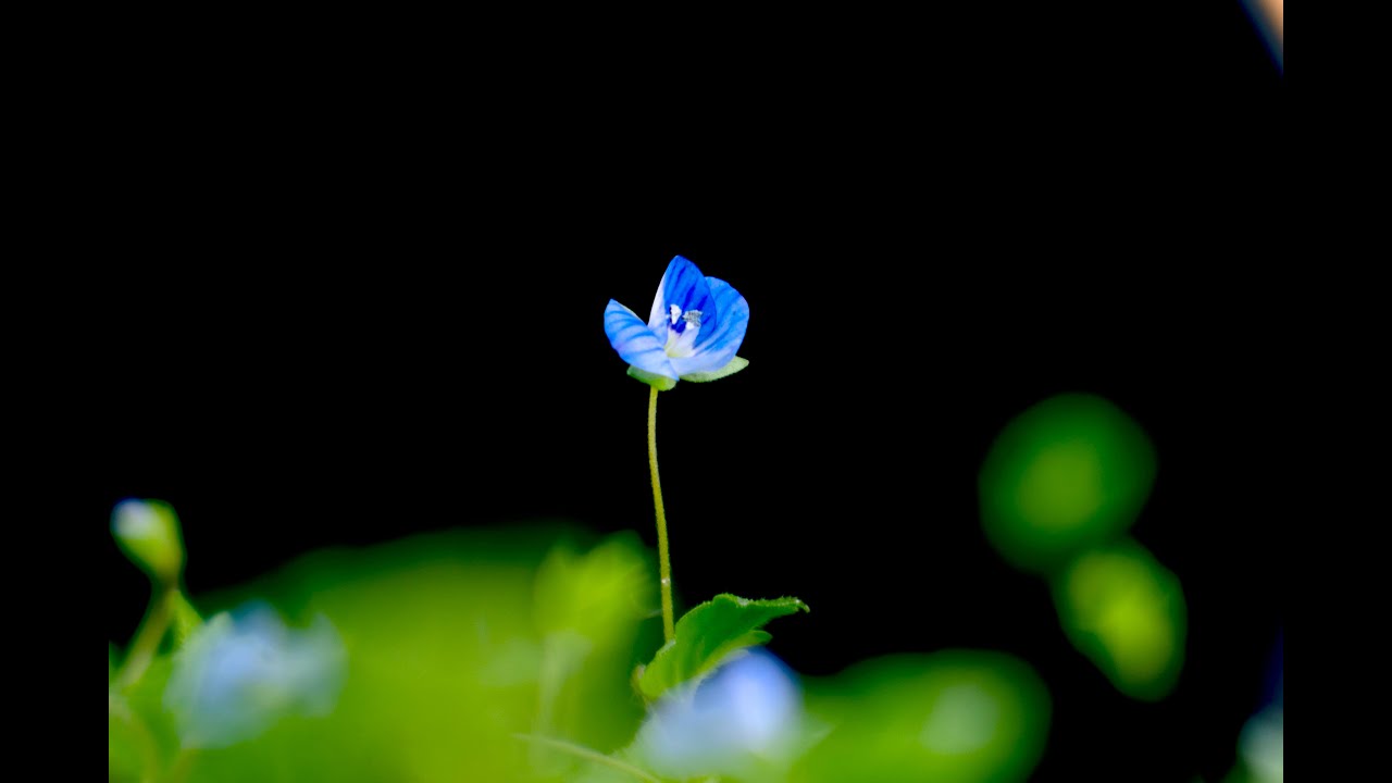 春天花卉拍摄开始了 几个拍摄小野花的思路 让你感知春天的到来 路边的小花你要这样拍 也能把不起眼的小野花拍出惊艳的效果