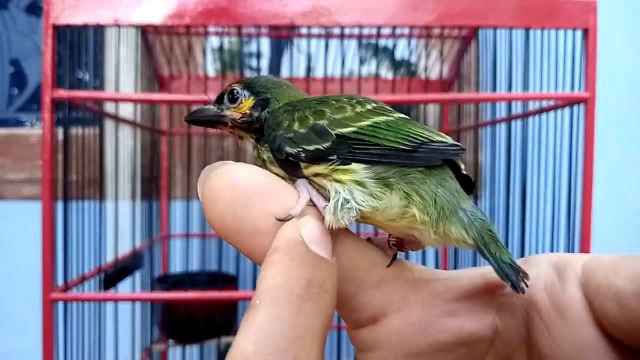 MERAWAT BURUNG TAKUR ANAKAN DAN BERIKUT CARA MELOLOH SERTA CIRI-CIRI!!