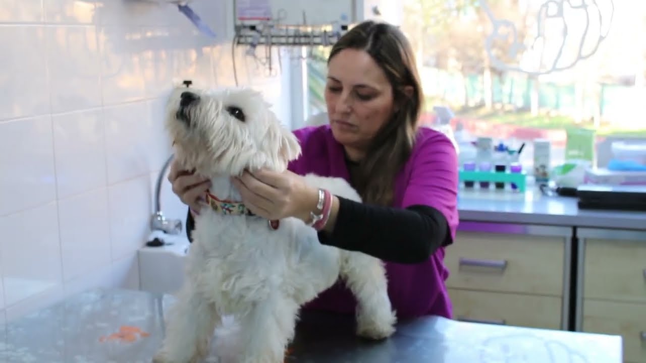 Así se realiza una PAF (punción con aguja fina) en veterinaria