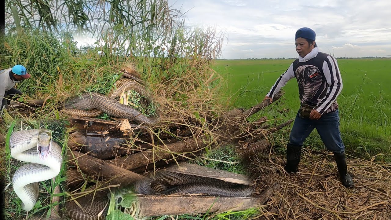 MGA NAGLALAKIHANG MGA COBRA AT RAT SNAKE  SA TAMBAK NA KAWAYAN