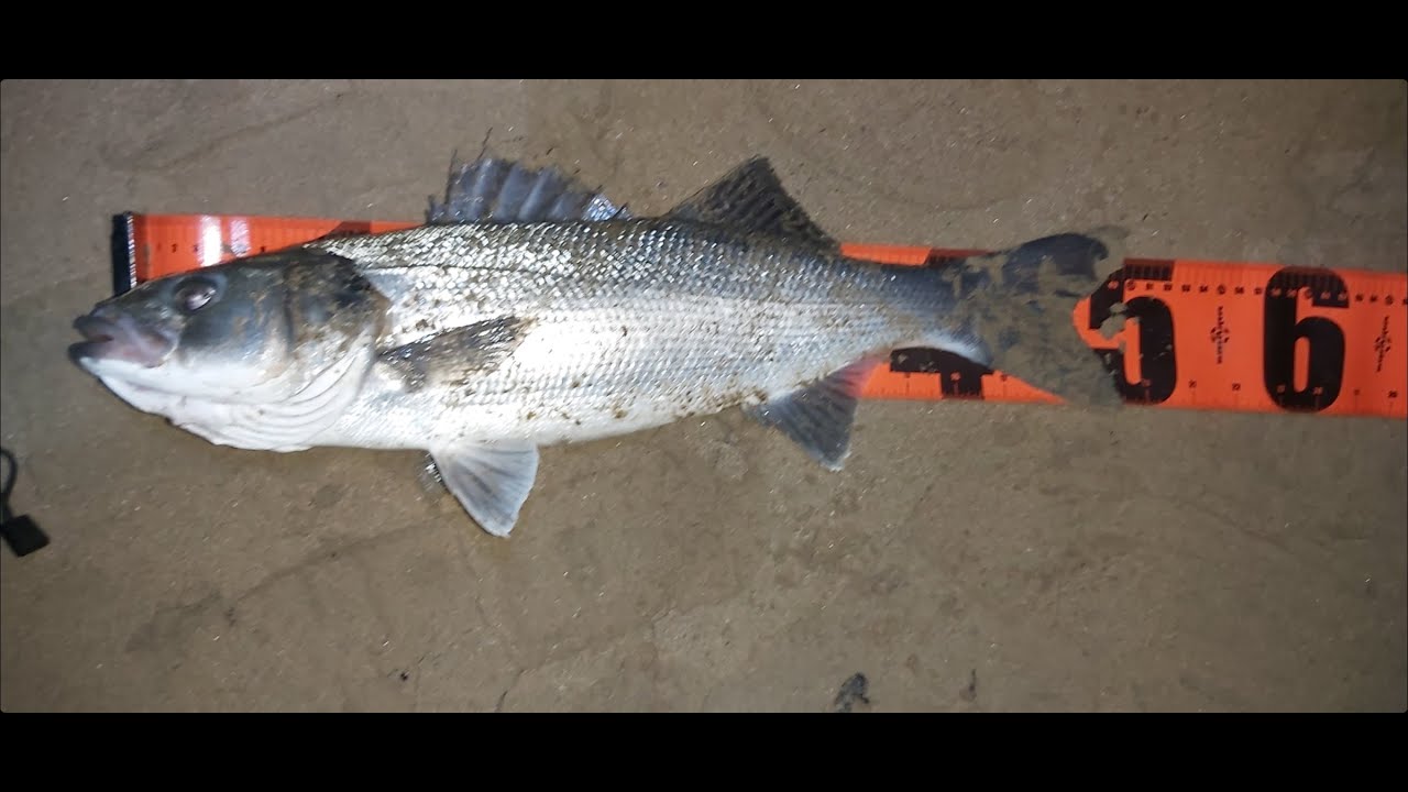 Night Lure Fishing.  Welsh Estuary Fishing Autumn 2022 (Hapless Plugger Ep 23)