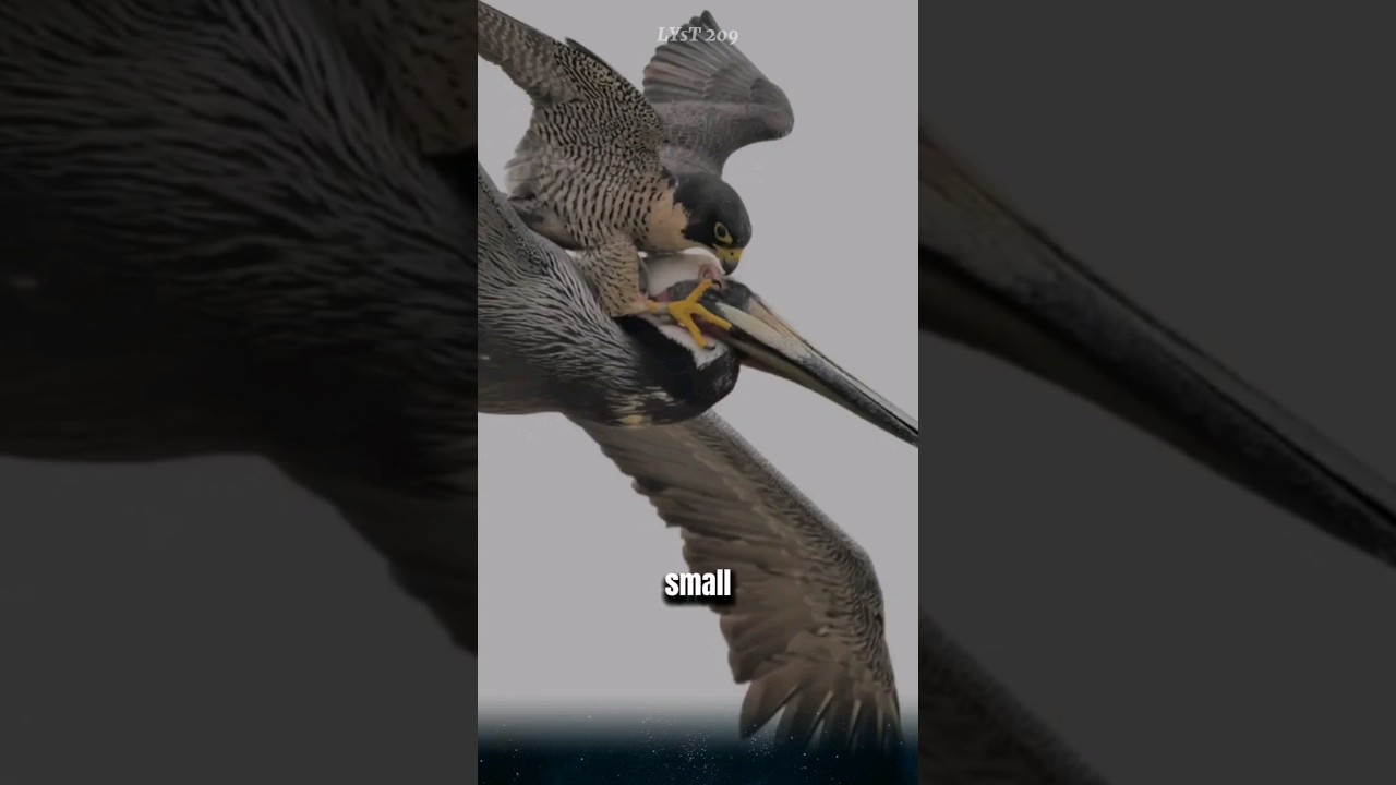 Peregrine Falcon The Feathered Fighter Jet and the Fastest Animal on the Planet. #peregrinefalcon