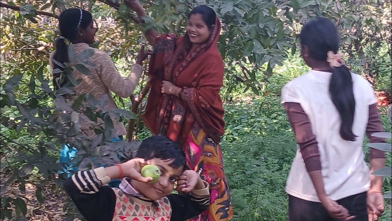Village vibes hit different 🍃Went to my village guava orchard and enjoyed fresh, tree-picked guavas 